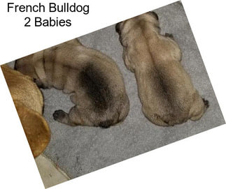 French Bulldog 2 Babies