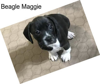 Beagle Maggie