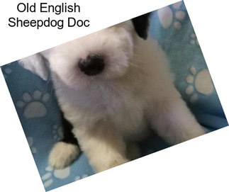 Old English Sheepdog Doc