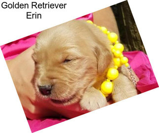 Golden Retriever Erin