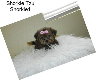 Shorkie Tzu Shorkie1