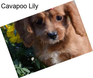 Cavapoo Lily