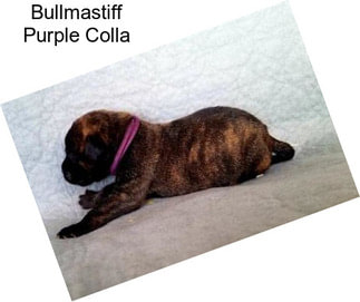 Bullmastiff Purple Colla