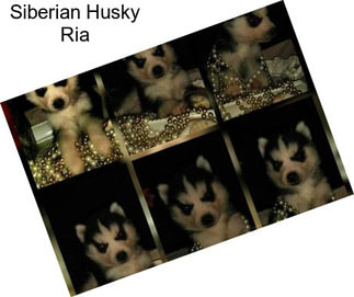 Siberian Husky Ria