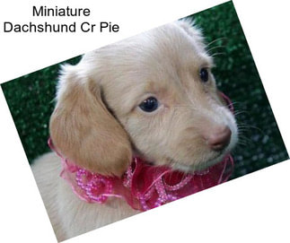 Miniature Dachshund Cr Pie