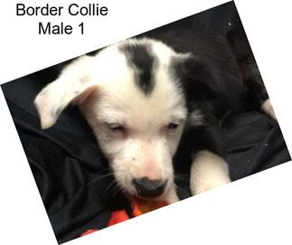 Border Collie Male 1