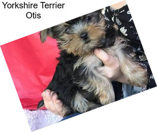 Yorkshire Terrier Otis