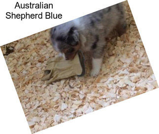 Australian Shepherd Blue