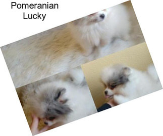 Pomeranian Lucky