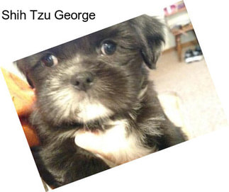 Shih Tzu George