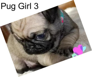 Pug Girl 3