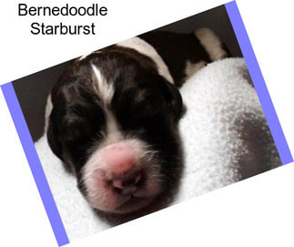 Bernedoodle Starburst