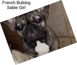 French Bulldog Sable Girl