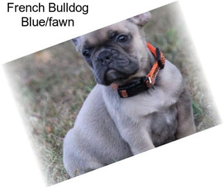 French Bulldog Blue/fawn