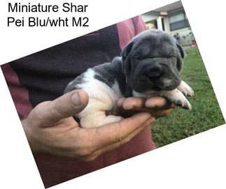 Miniature Shar Pei Blu/wht M2