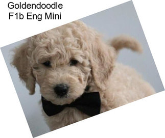 Goldendoodle F1b Eng Mini