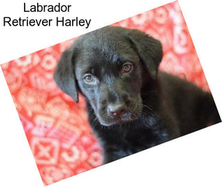 Labrador Retriever Harley