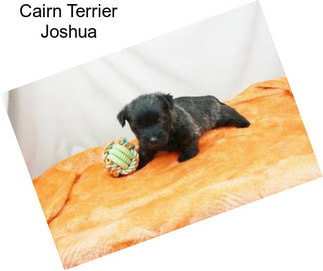 Cairn Terrier Joshua