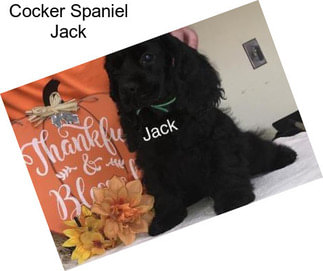 Cocker Spaniel Jack