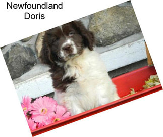 Newfoundland Doris