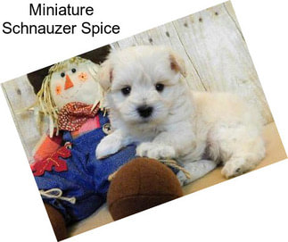 Miniature Schnauzer Spice