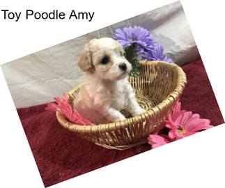 Toy Poodle Amy
