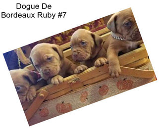 Dogue De Bordeaux Ruby #7