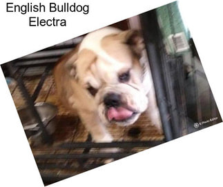 English Bulldog Electra