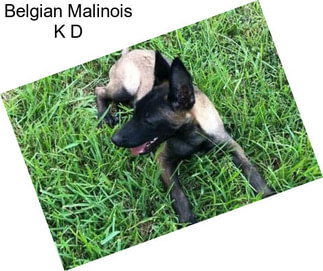 Belgian Malinois K D