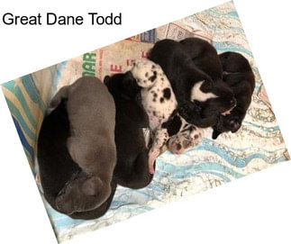 Great Dane Todd