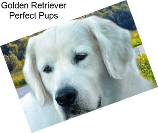 Golden Retriever Perfect Pups