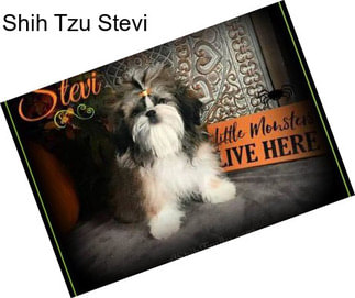 Shih Tzu Stevi