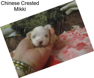 Chinese Crested Mikki