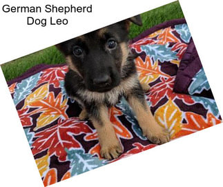 German Shepherd Dog Leo