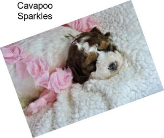 Cavapoo Sparkles