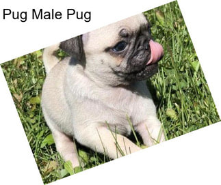 Pug Male Pug