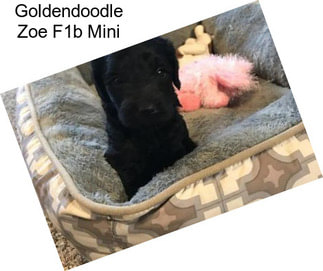 Goldendoodle Zoe F1b Mini