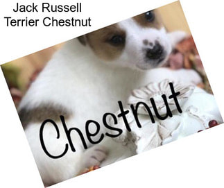 Jack Russell Terrier Chestnut