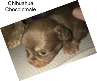 Chihuahua Chocolcmale