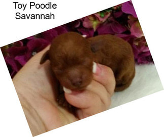 Toy Poodle Savannah