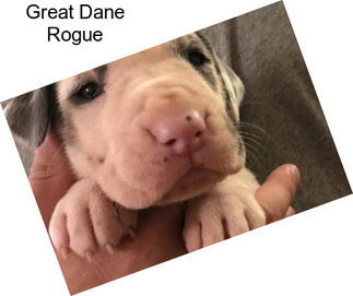 Great Dane Rogue