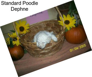 Standard Poodle Dephne