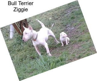 Bull Terrier Ziggie