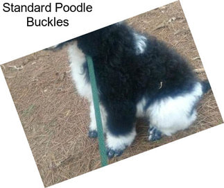 Standard Poodle Buckles