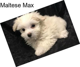 Maltese Max