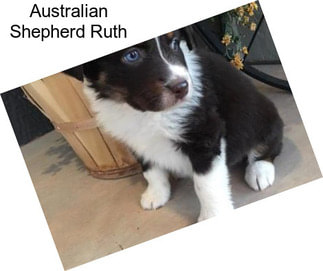 Australian Shepherd Ruth
