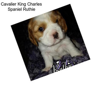 Cavalier King Charles Spaniel Ruthie