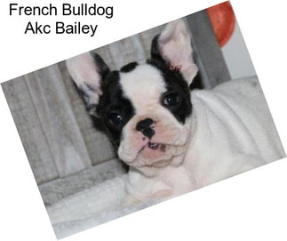 French Bulldog Akc Bailey