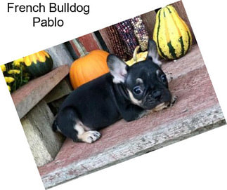 French Bulldog Pablo