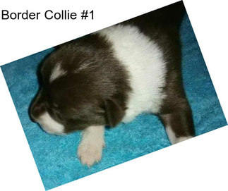 Border Collie #1